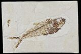 Diplomystus Fossil Fish - Wyoming #101155-1